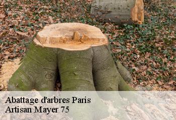 Abattage d'arbres 75 Paris  Artisan Mayer 75