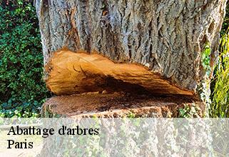 abattage-d-arbres Paris