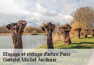 elagage-et-etetage-d-arbre 75 Paris Gattelet Michel Jardinier
