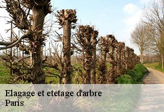 Elagage et etetage d'arbre Paris 