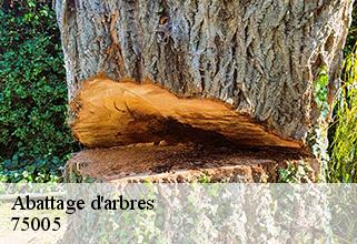 abattage-d-arbres 75005