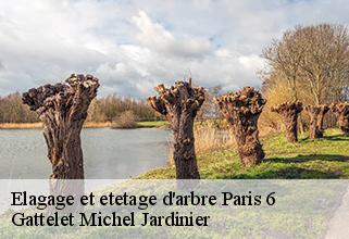 elagage-et-etetage-d-arbre paris-6-75006 Gattelet Michel Jardinier