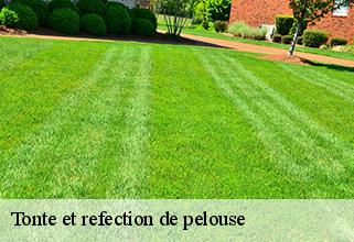 Tonte et refection de pelouse